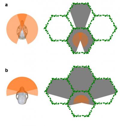 Why Did Our Eyes Evolve For 'X-Ray' Vision?